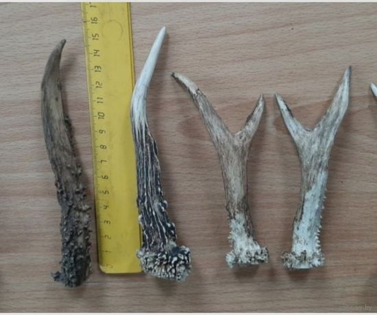 Рога косули,  малые, рожки потеряшки.  Для интерьера или творчества. При покупке  4_х и более штук, пересыл по Беларуси бесплатно. .