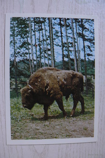 Зубр европейский; чистая, изд. Братислава.
