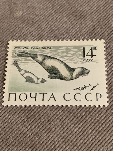 СССР 1971. Тюлень крылатка. Марка из серии