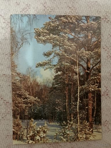 Открытка 1989 фото Самсоненко зимний день в сосновом лесу чистая