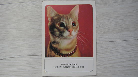 Открытка