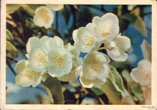 Чубушник многоцветковый. Я. Гайлитис. Правда, 1964 г.
