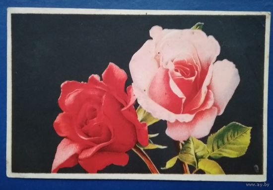Розы. Октообер. Таллин. 1953 г. Чистая.