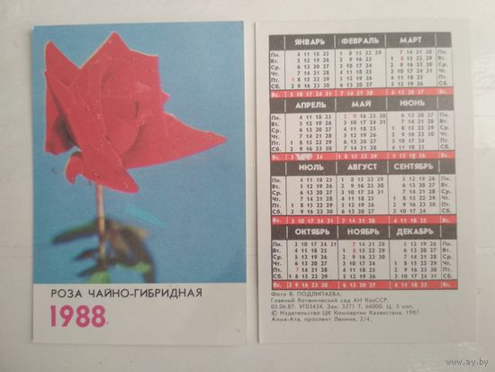 Карманный календарик. Роза чайно-гибридная . 1988 год