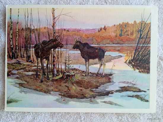 Сидоров. Лоси