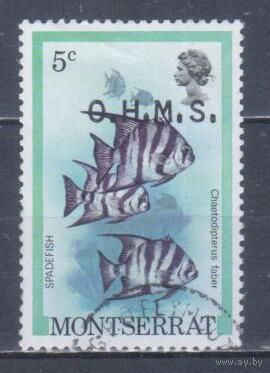[2130] Монтсеррат 1981. Фауна.Рыбы. НАДПЕЧАТКА. Гашеная марка.