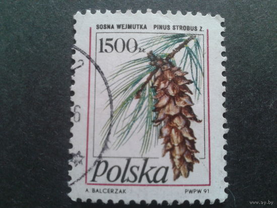 Польша 1991 стандарт шишка