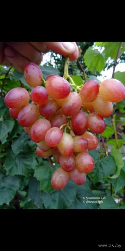 Черенки винограда