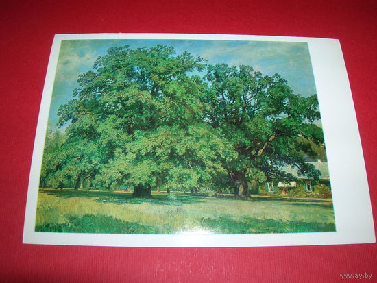 Шишкин Мордвиновские дубы чистая