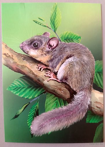 Соня-полчок. Грызуны. Открытка