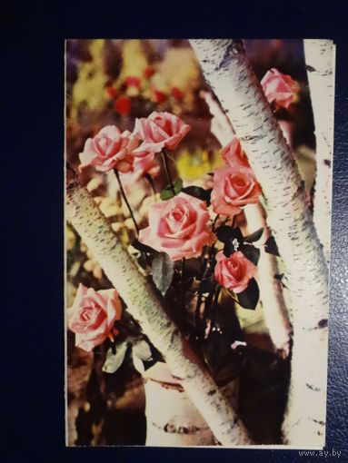 Поздравляем! Розы, береза. 1971 г. подписанная. двойная.