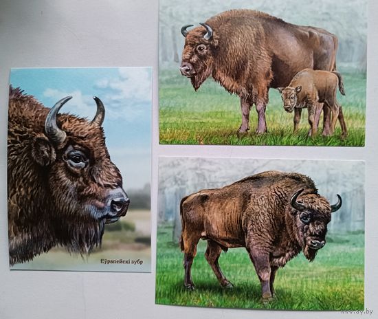 Зубры. Набор из 3-х открыток