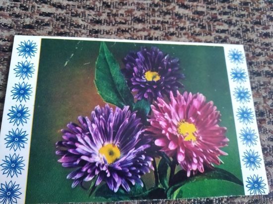 Открытка Шамшина Астры двойная чистая 72 г