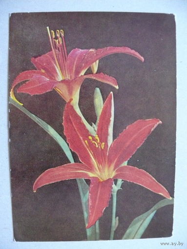 Открытка ГДР, Цветы (50), 1973, чистая.