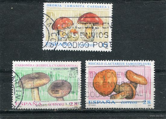 Испания. Грибы