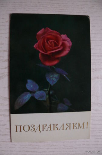 Куцан А., Поздравляем! 1974, чистая (роза).