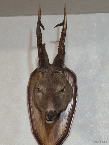 Чучело косули