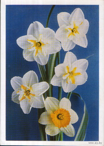 Чистая открытка 1978г. "Нарциссы" фото Г. Костенко