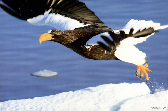 Почтовая карточка "Белаплечы арлан"