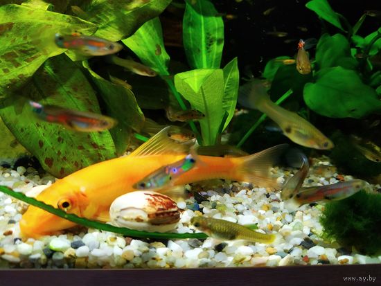 Рыбка Гуппи эдлера 12 шт. - 4 рубля, одна 40 копеек, в Ваш аквариум, без выбора. В наличии 24шт. Самовывоз