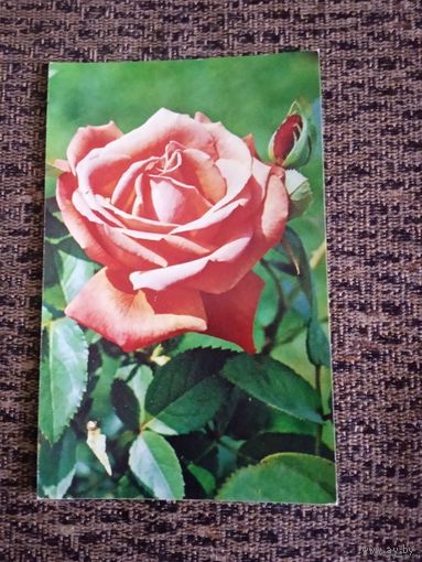 Открытка роза ,супер стар чистая фото МАТАНОВА.1974г