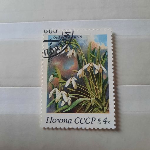 СССР 1983. Подснежник белоснежный