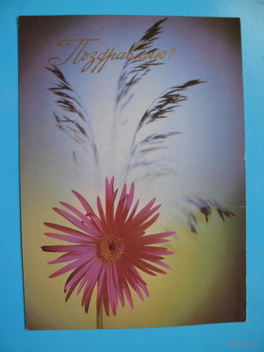 Киндрова Д.(фото), Поздравляю! 1986, подписана.
