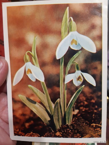 Я. Гайлитис Подснежник белый.  (1)