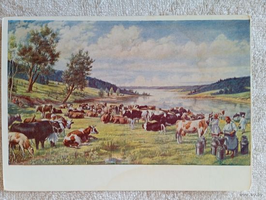 1951. соцреализм. Яковлев. Колхозное стадо