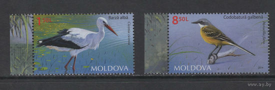 Фауна Птицы Молдова 2014**