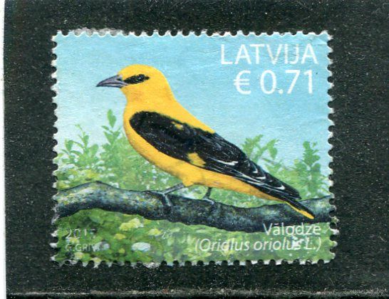 Латвия. Фауна. Птицы. Иволга