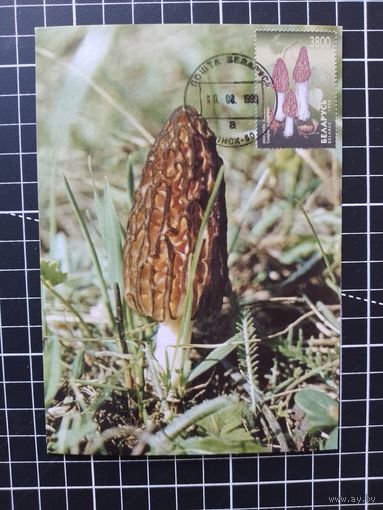 Беларусь. 1998. Грибы. Картмаксимумы. Серия
