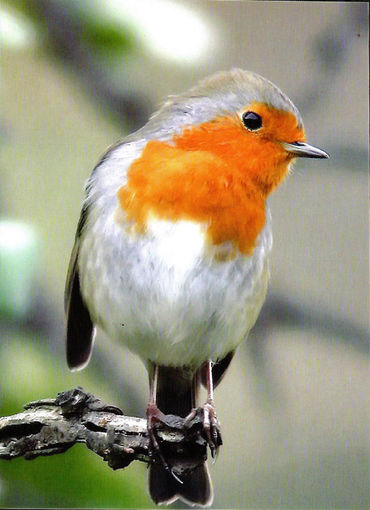 Почтовая карточка "Малiнаука"