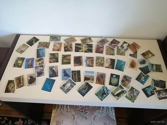 Наклейки Panini Wildanimals 55 штук лотом