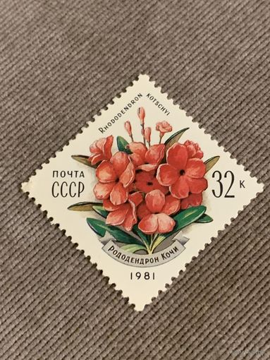 СССР 1981. Рододендрон кочи. Марка из серии