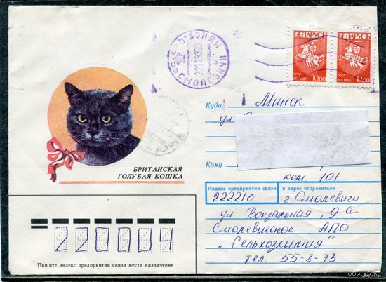 Беларусь. Конверт п.п. Британская голубая кошка. Штемпель Смолевичи 1993