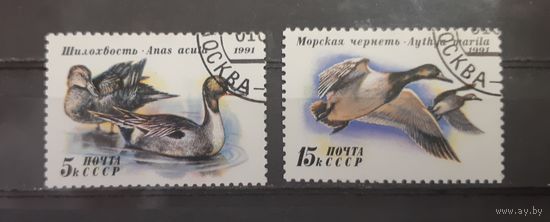 СССР. 1991 год. Фауна. Птицы. Утки