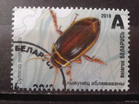 2019 Жук-плавунец