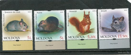 Молдавия 2025. Фауна. Грызуны