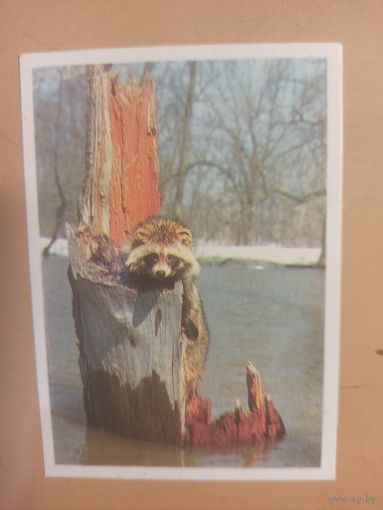 Календарь 1990 Енот