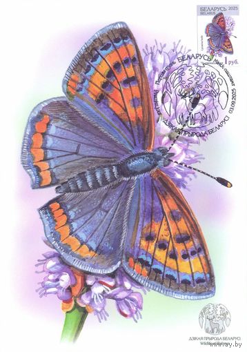 Беларусь 2025 Дикая природа фауна насекомые картмаксимум бабочка
