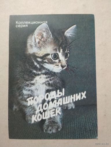 Карманный календарик. Котик. 1991 год