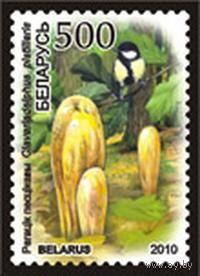 Марки "грибы Рогатик пестиковый", "грибы Головач гигантский", "грибы Ежовик коралловидный", "грибы Спарассис пластинчатый", "грибы Полипорус зонтичный"