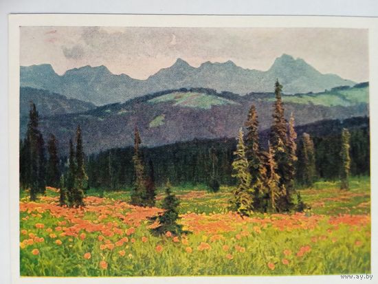 1958. Ряннель. Саяны. Цветут жарки