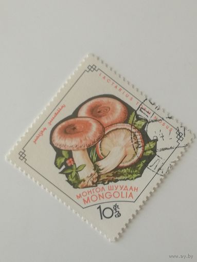 Монголия 1964. Грибы