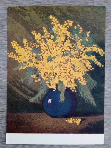 1954. Ванеева. Мимозы