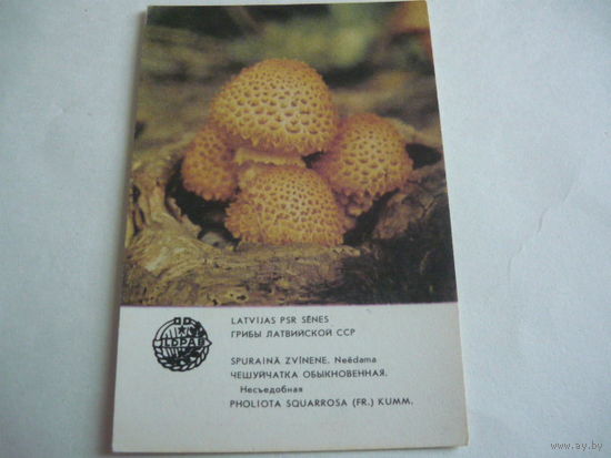Календарик. ГРИБЫ  Лат.ССР.