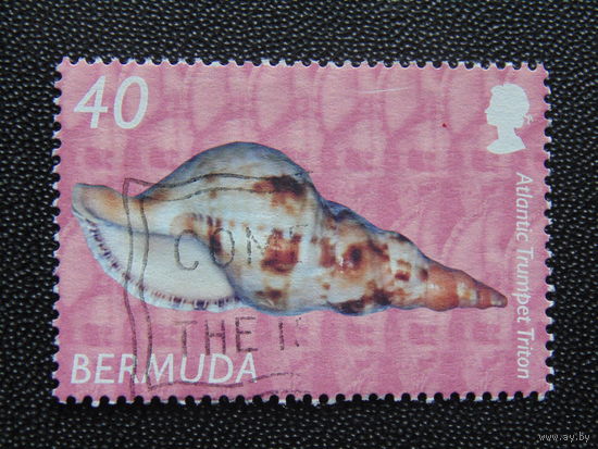 Бермуды 2003 г. Молюск. Рог тритона.