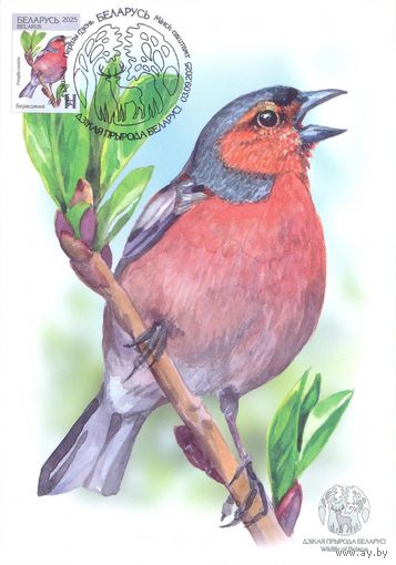Беларусь 2025 Дикая природа фауна птицы картмаксимум зяблик