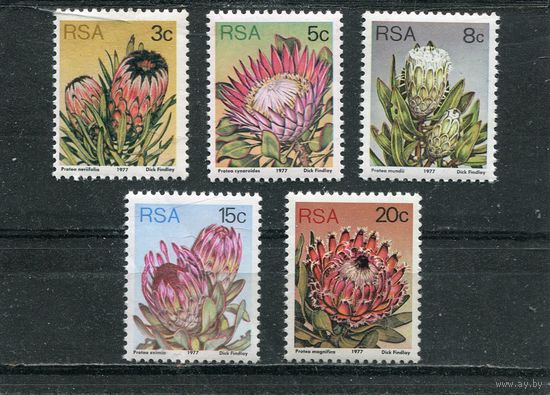 ЮАР. Флора. Цветы